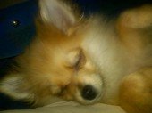 Amanda Bynes Lost Puppy Turns Up Dead