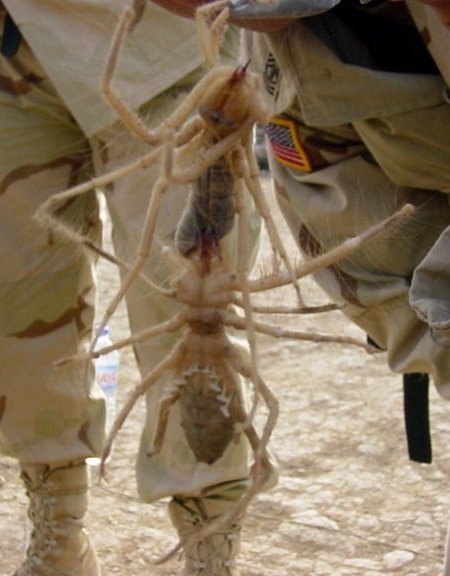 Even Their Spiders are Crazy. spider Celebs Photo Even Their Spiders are Crazy.