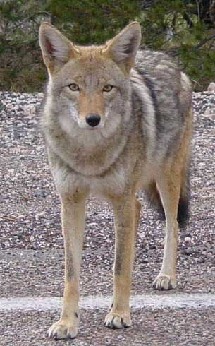 Coyotes, The New Kanye West