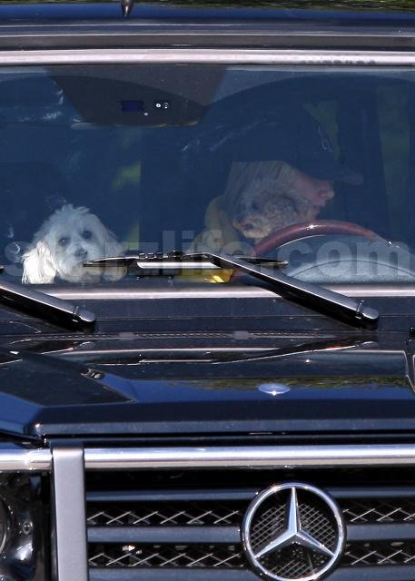 STARZLIFE PICS: Ashley Tisdale(s Dogs) 012410 SL Tisdale02 Celebs Photo STARZLIFE PICS: Ashley Tisdale(s Dogs)
