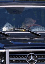 ashley tisdale: STARZLIFE PICS: Ashley Tisdale(’s Dogs)