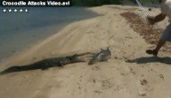 YouTube: Look at This Crazy-Ass Video of a Crocodile Trying to Steal a Shark from Australian Fisherman