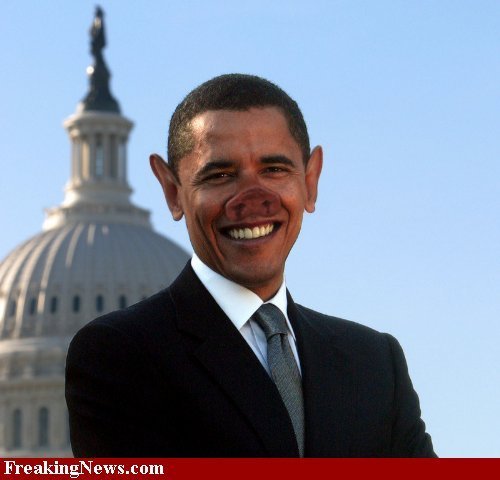 pig-barack-obama-36545